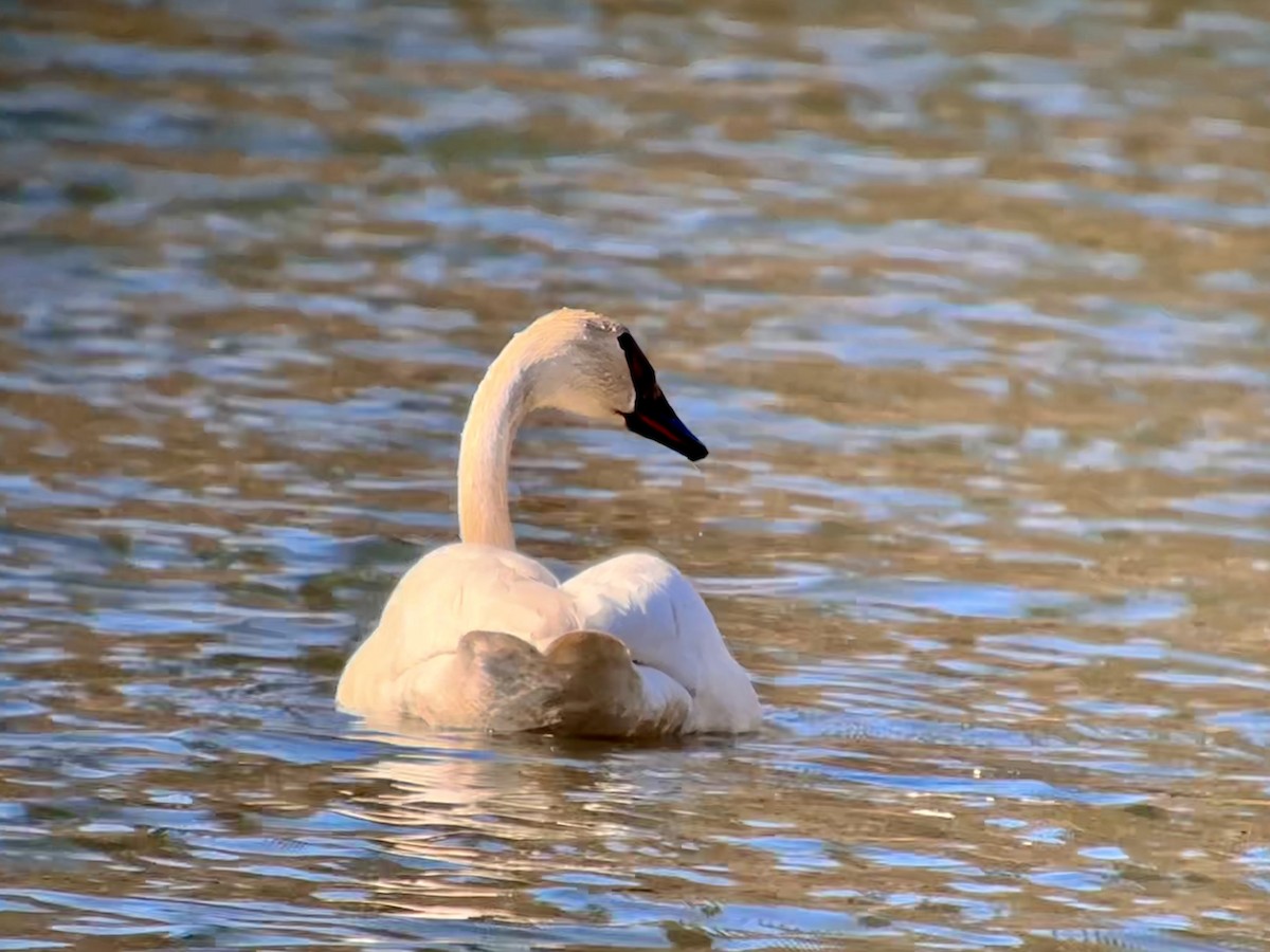 Trumpeter Swan - ML617505298