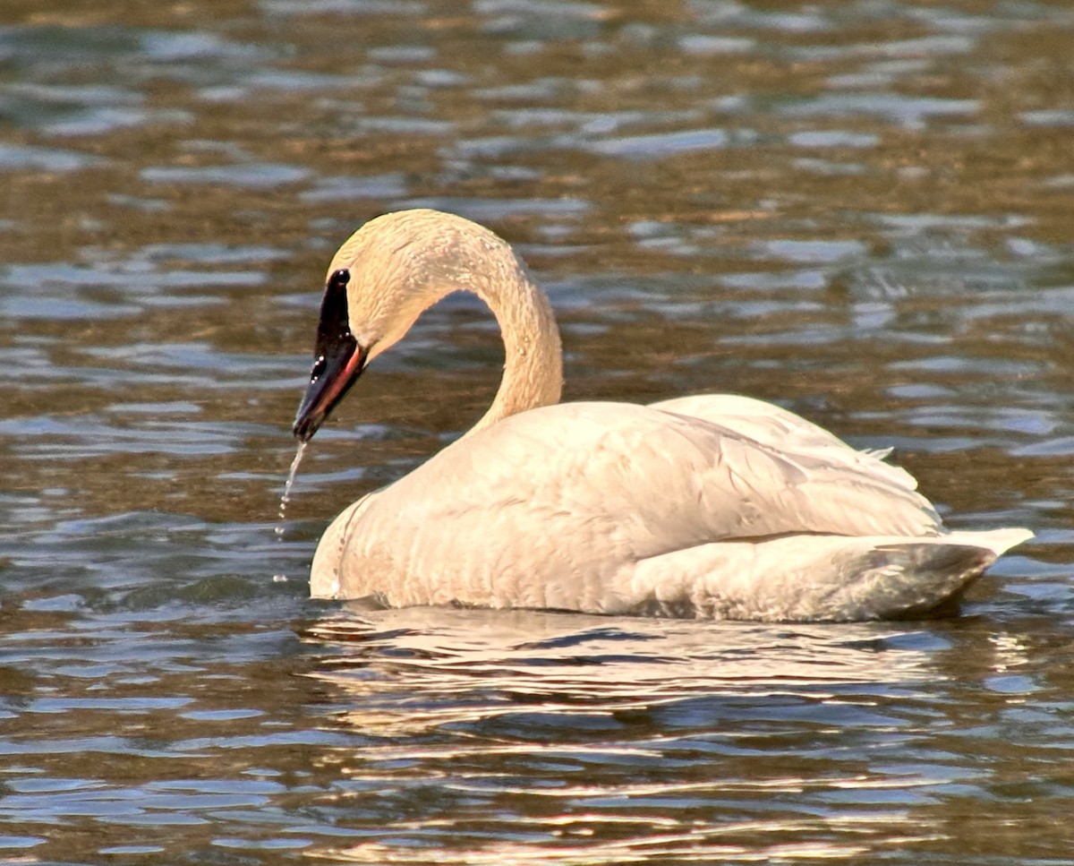 Trumpeter Swan - ML617505299