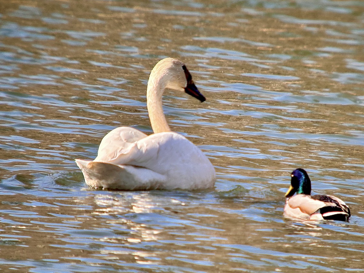 Trumpeter Swan - ML617505300