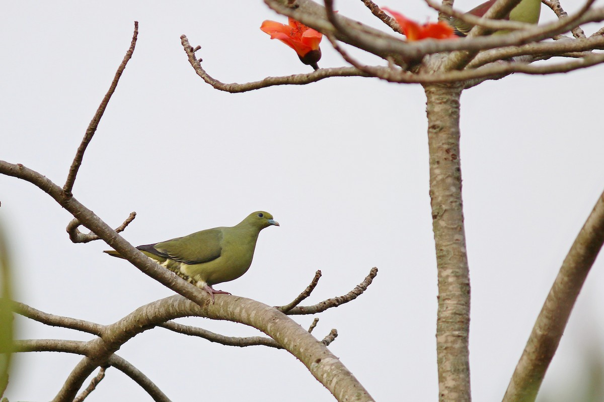 Тайваньский зелёный голубь - ML617505313