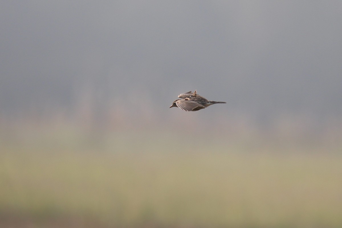 Oriental Skylark - ML617505361