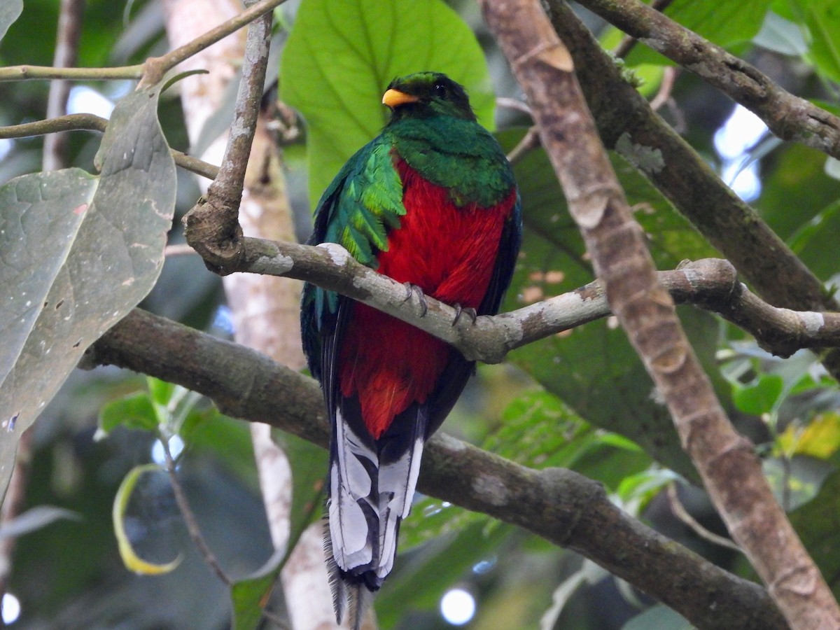 White-tipped Quetzal - ML617505373