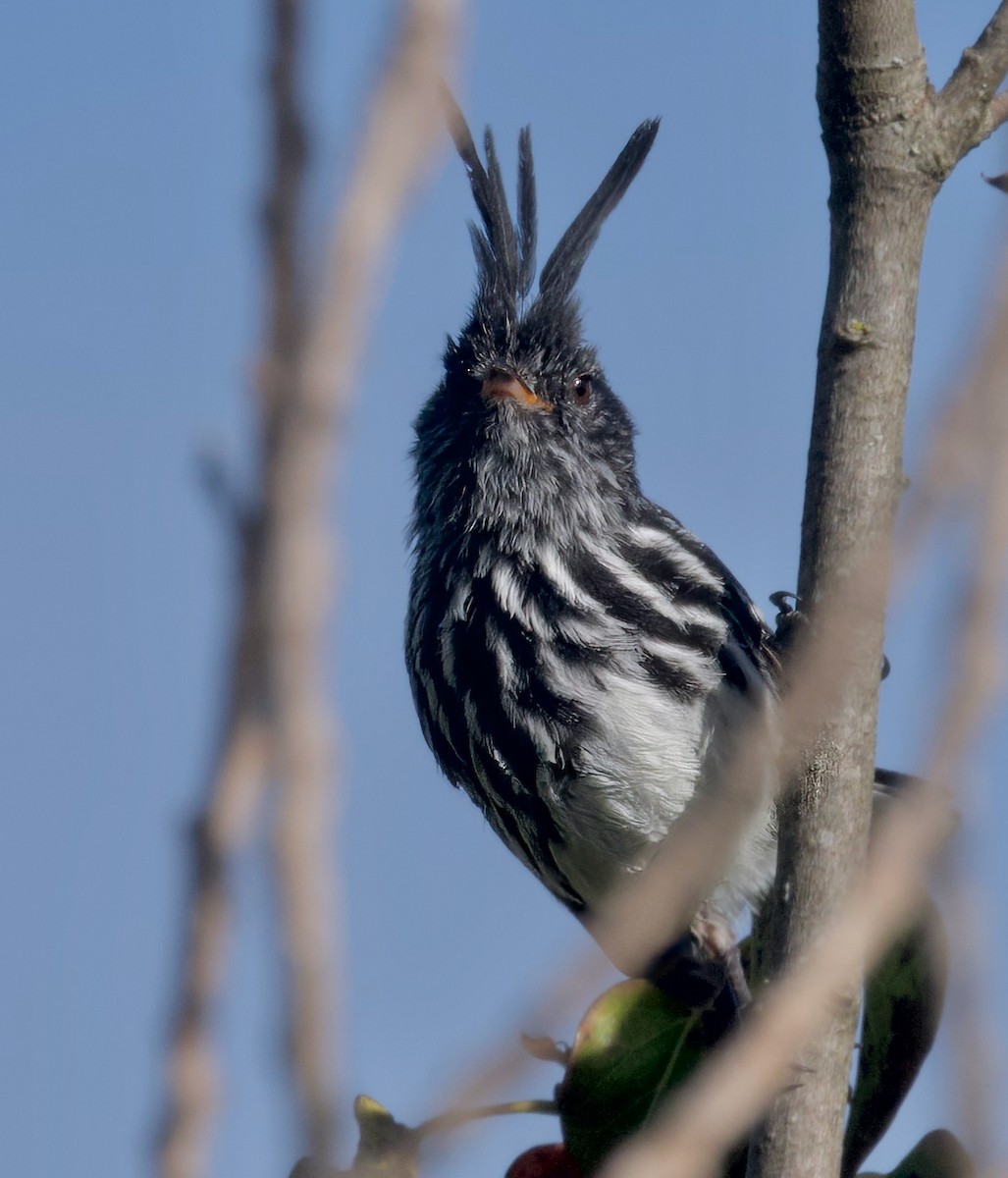 クロカンムリカラタイランチョウ - ML617505375