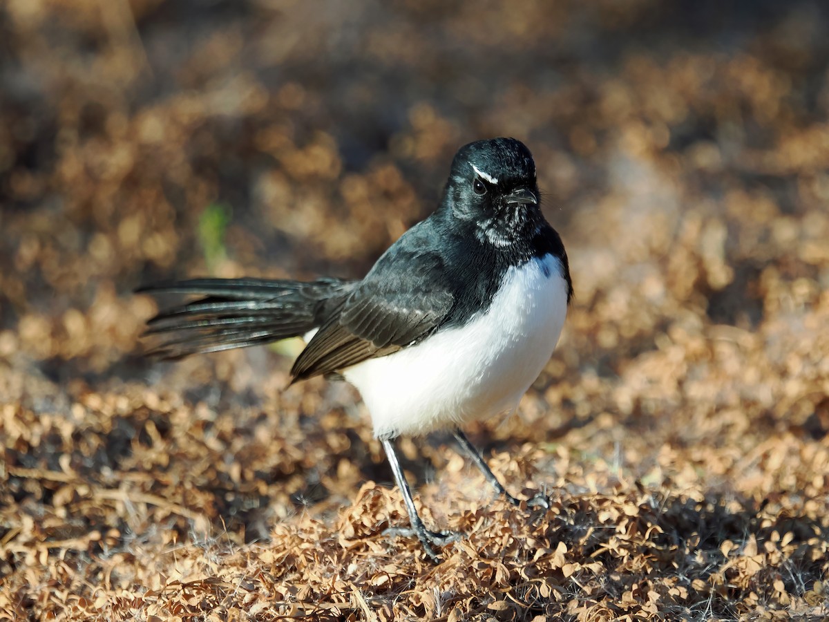 Willie-wagtail - ML617505385