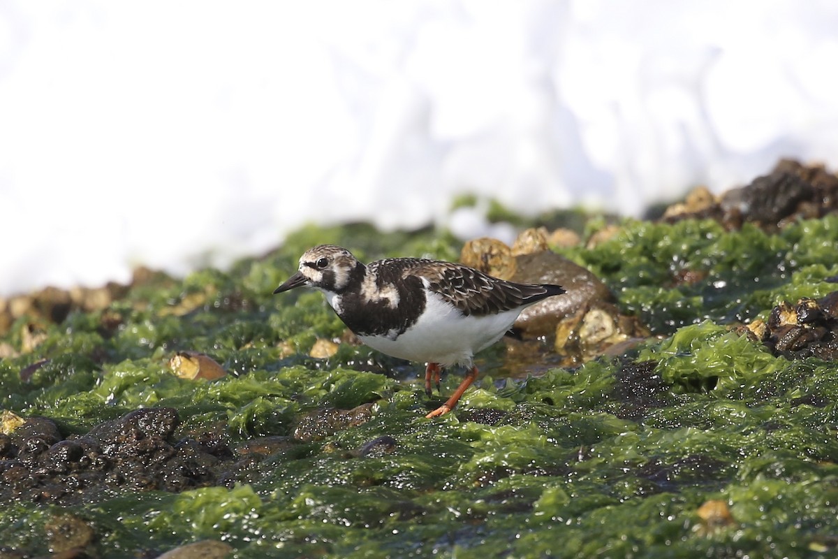 Ruddy Turnstone - ML617505387