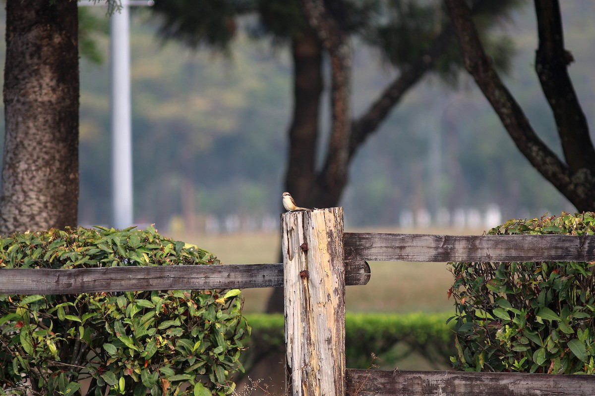 Brown Shrike - ML617505390