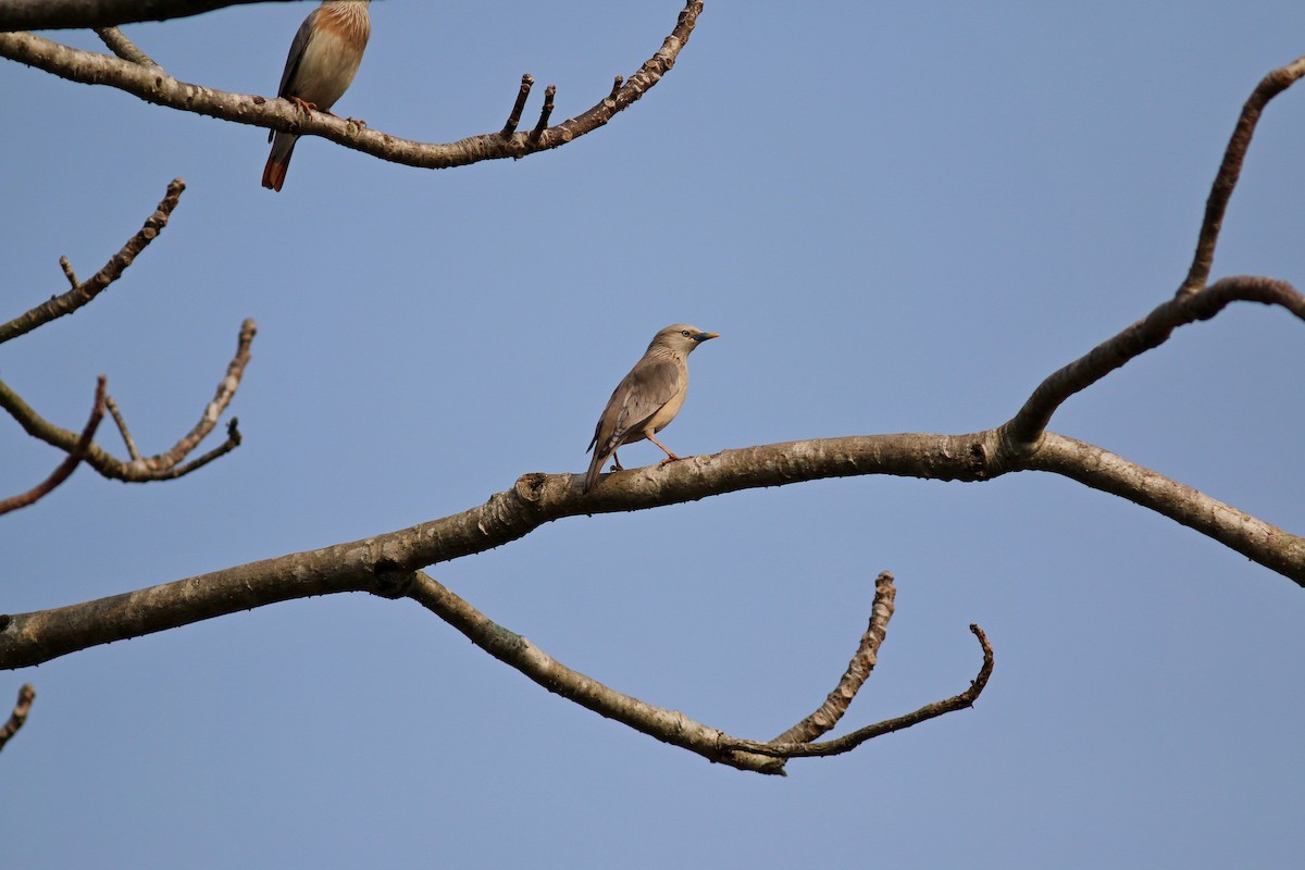 Chestnut-tailed Starling - ML617505399