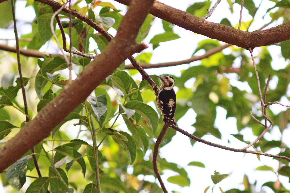 Gray-capped Pygmy Woodpecker - ML617505412