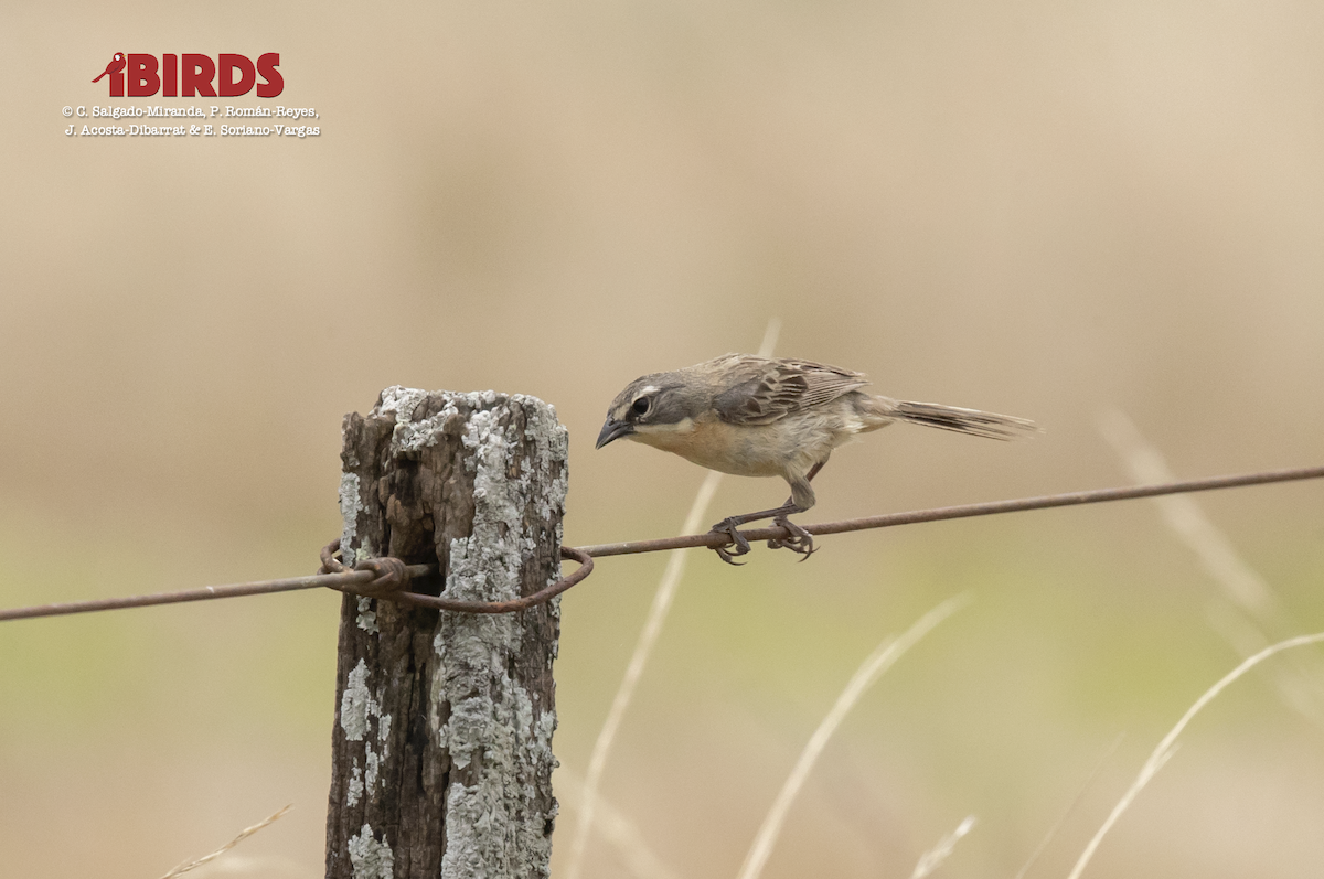 Long-tailed Reed Finch - ML617505446