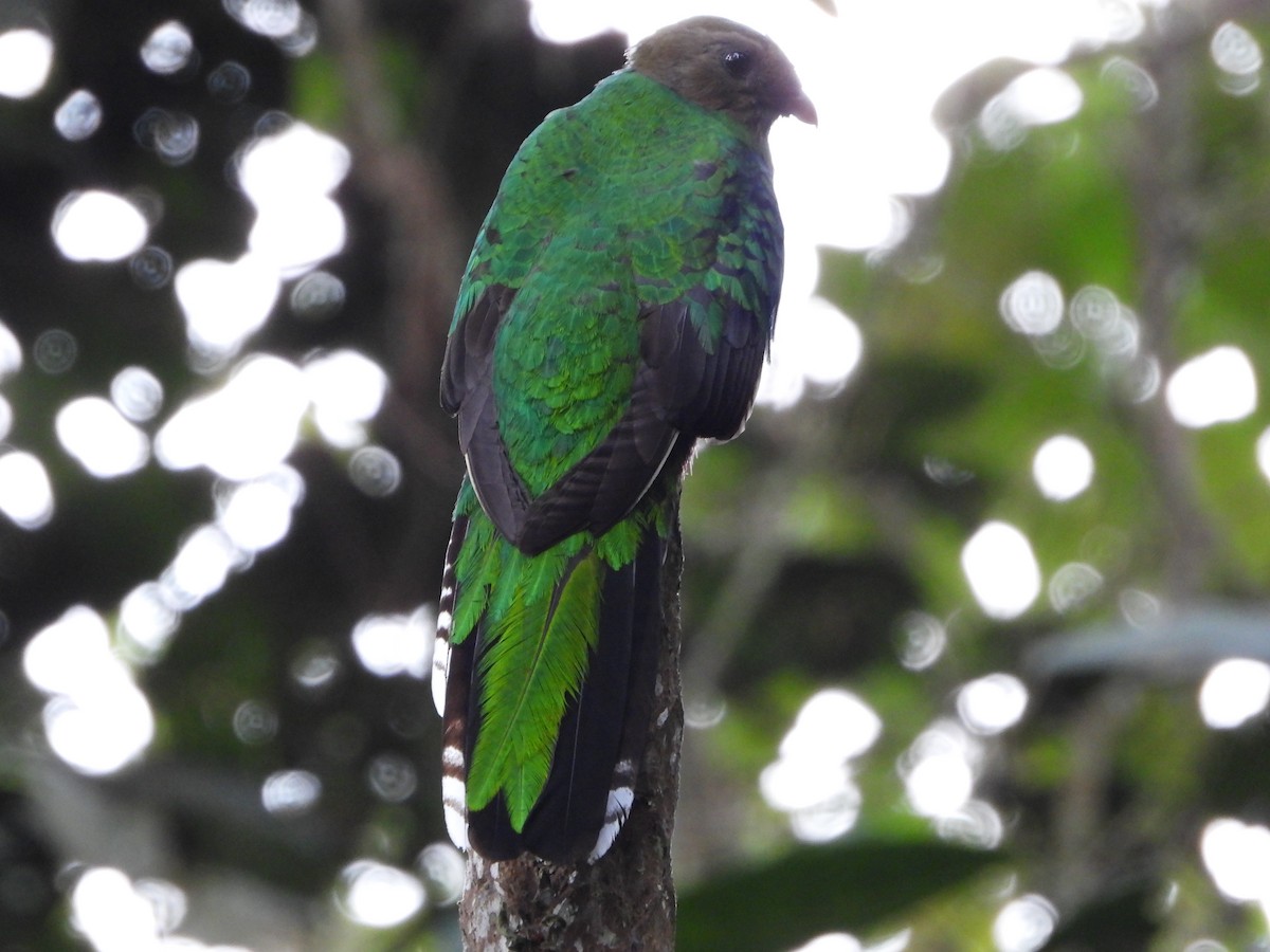 White-tipped Quetzal - ML617505450