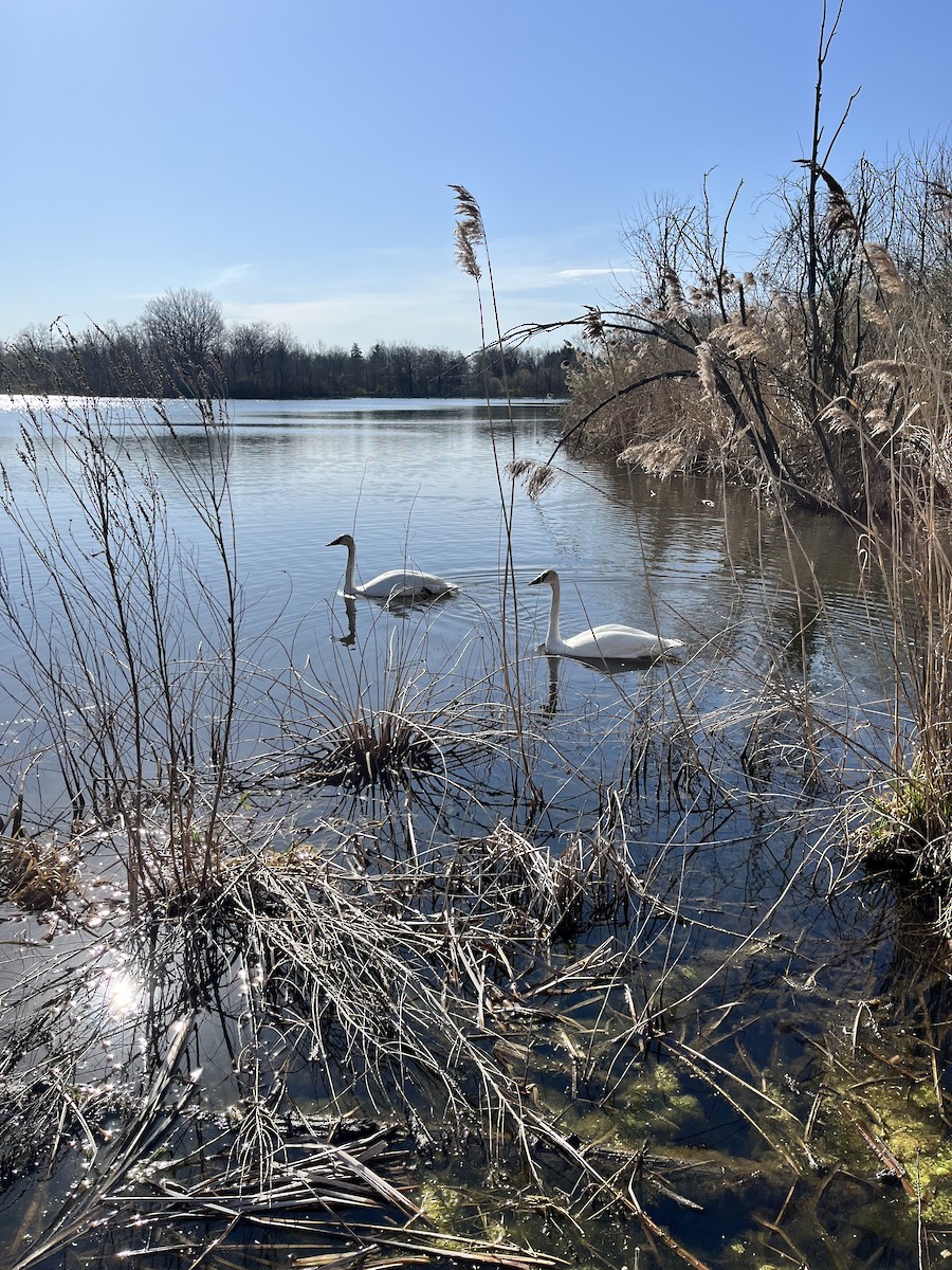 Trumpeter Swan - ML617505453