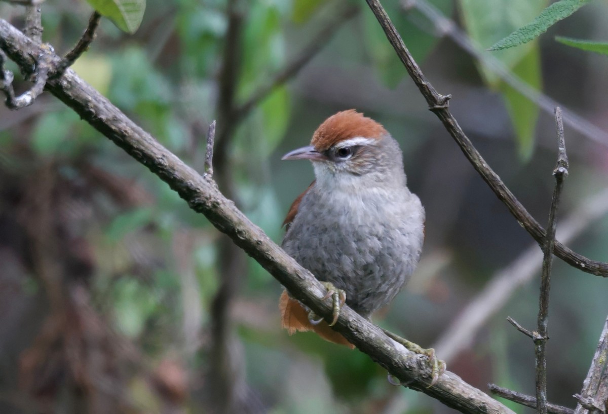 Line-cheeked Spinetail - ML617505460