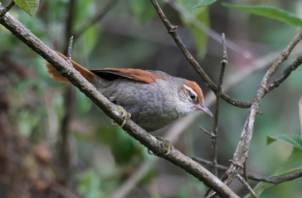 Line-cheeked Spinetail - ML617505461