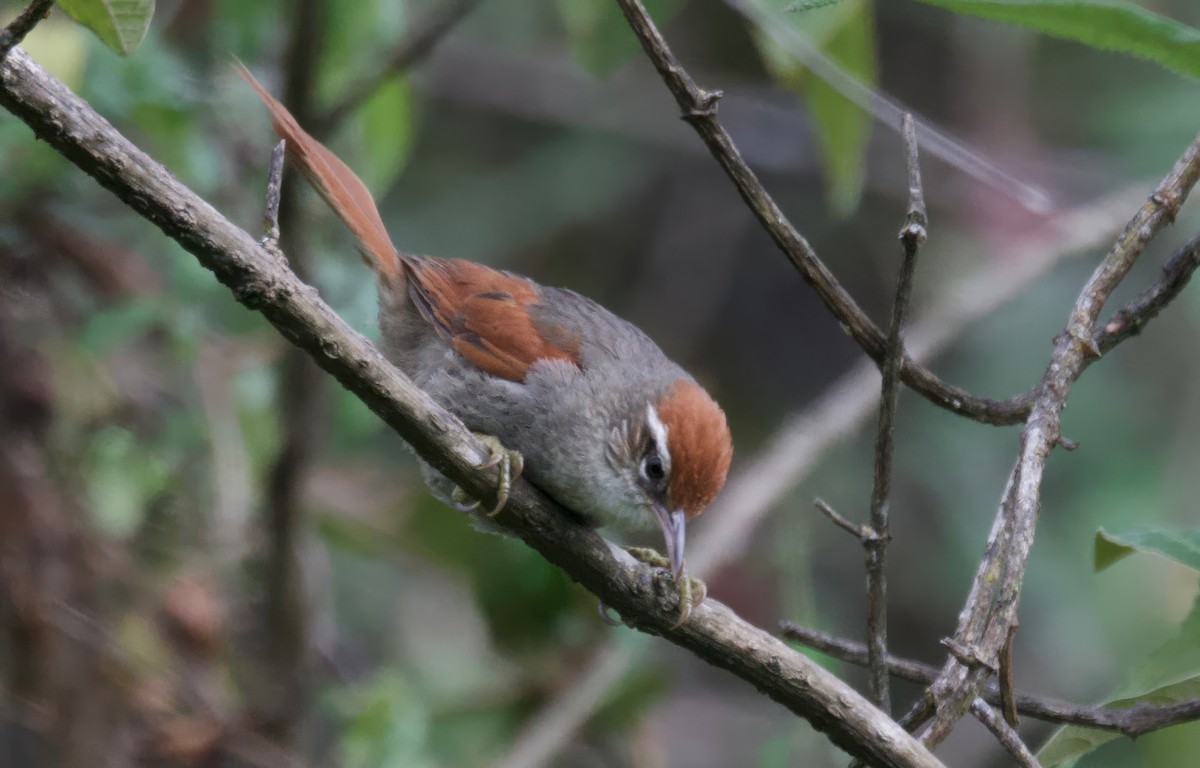Line-cheeked Spinetail - ML617505462