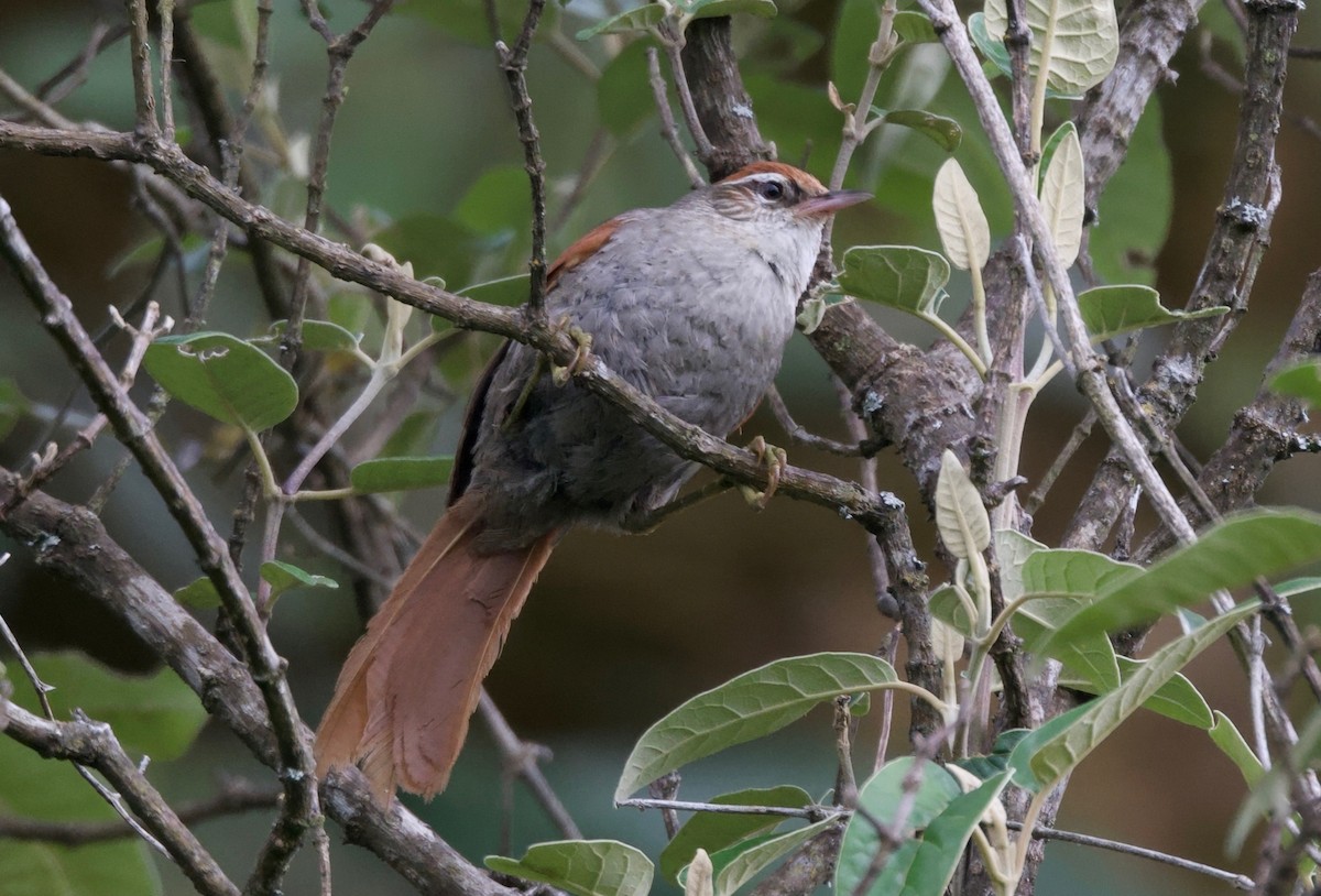 Line-cheeked Spinetail - ML617505469