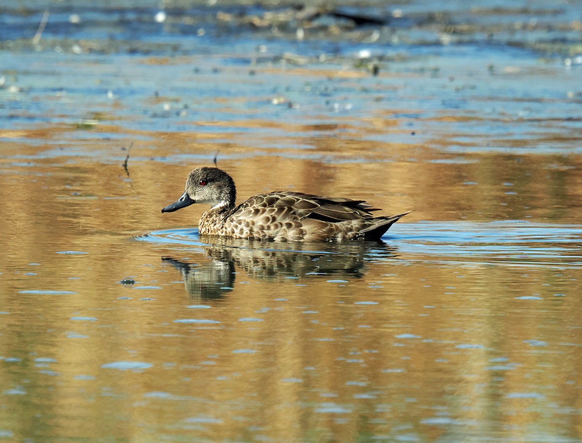 Gray Teal - Tony Richards