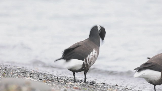 Barnacla Carinegra (nigricans) - ML617505487