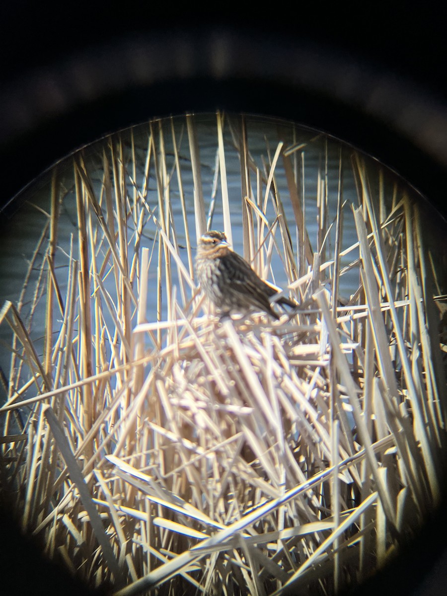 Red-winged Blackbird - ML617505488