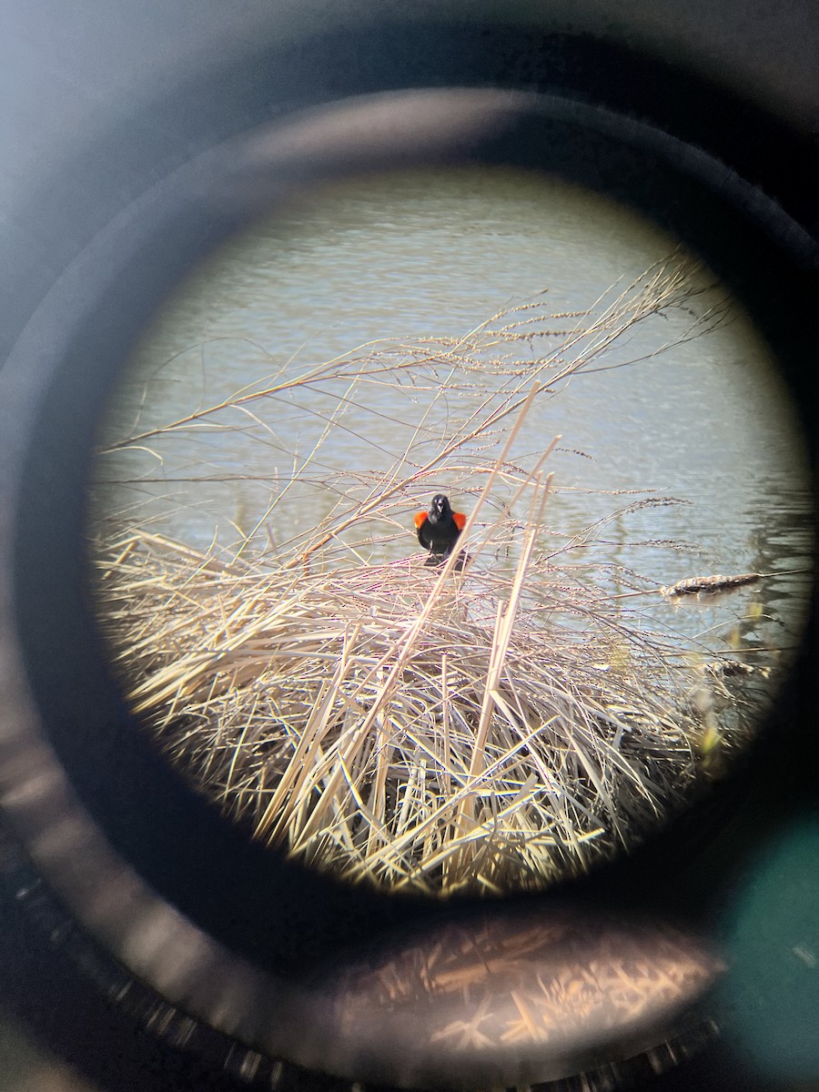 Red-winged Blackbird - ML617505491