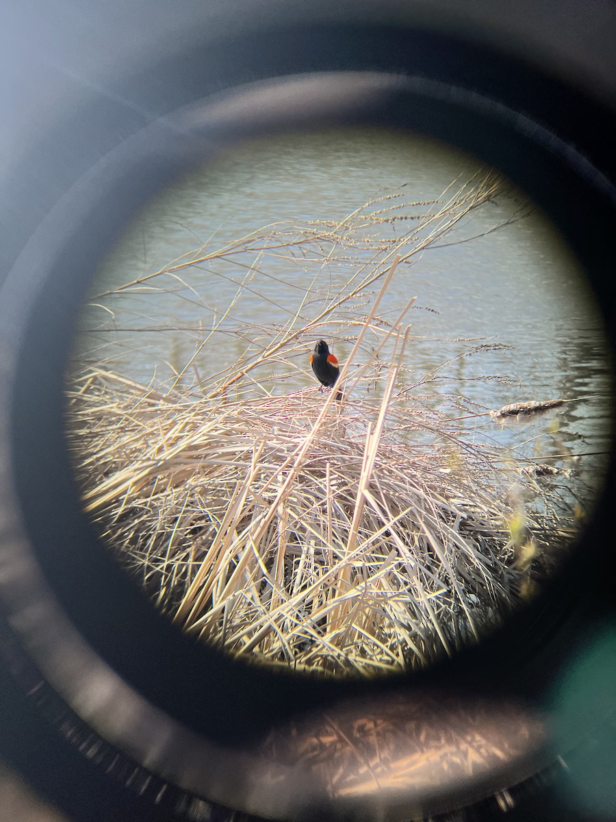 Red-winged Blackbird - Rachael Griffin