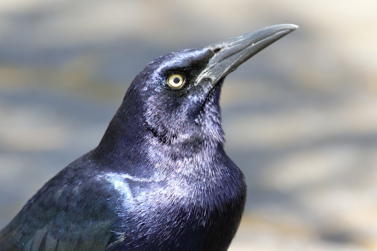 Great-tailed Grackle - Brano Kovačević