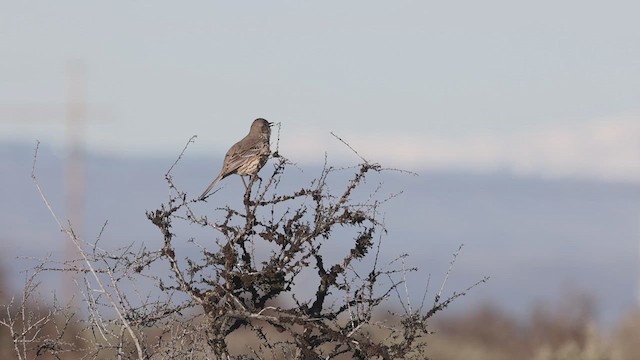 Sage Thrasher - ML617505537