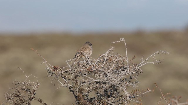 Sagebrush Sparrow - ML617505539