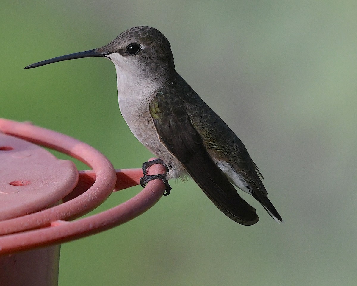 Black-chinned Hummingbird - ML617505549