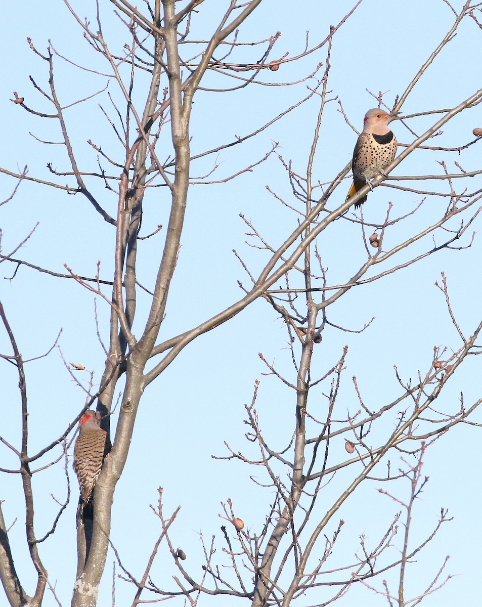 Northern Flicker - ML617505564