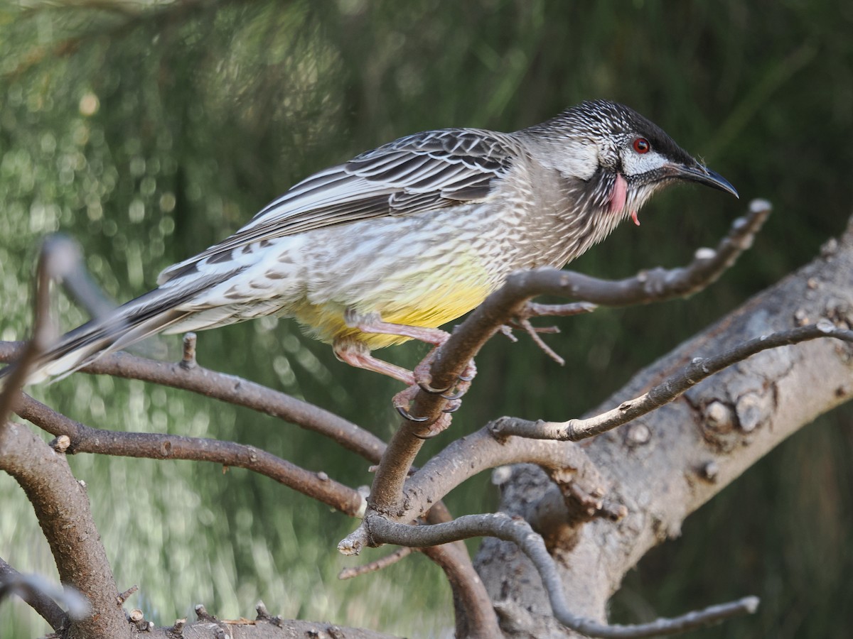 Red Wattlebird - Tony Richards