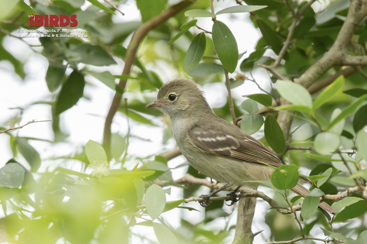 Small-billed Elaenia - ML617505618