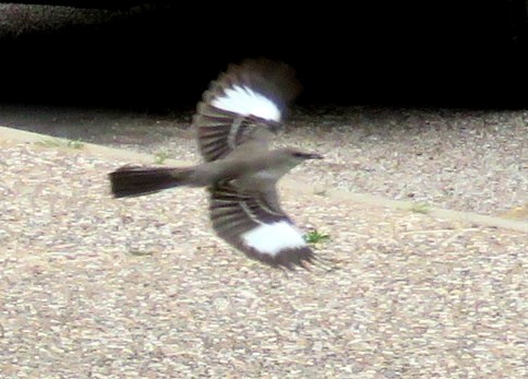 Northern Mockingbird - Deidre Dawson