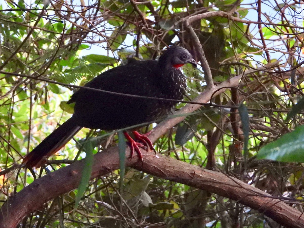 Band-tailed Guan - ML617505638