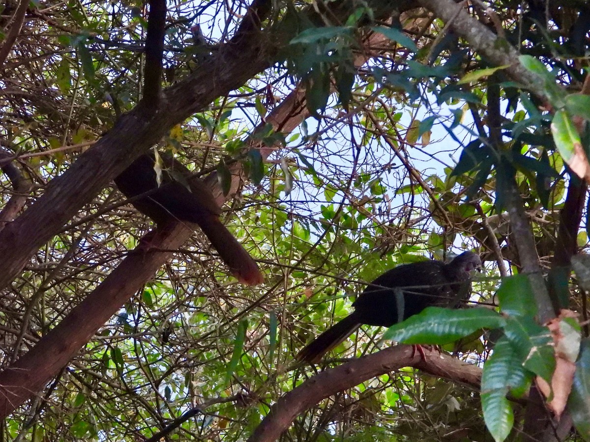 Band-tailed Guan - ML617505668