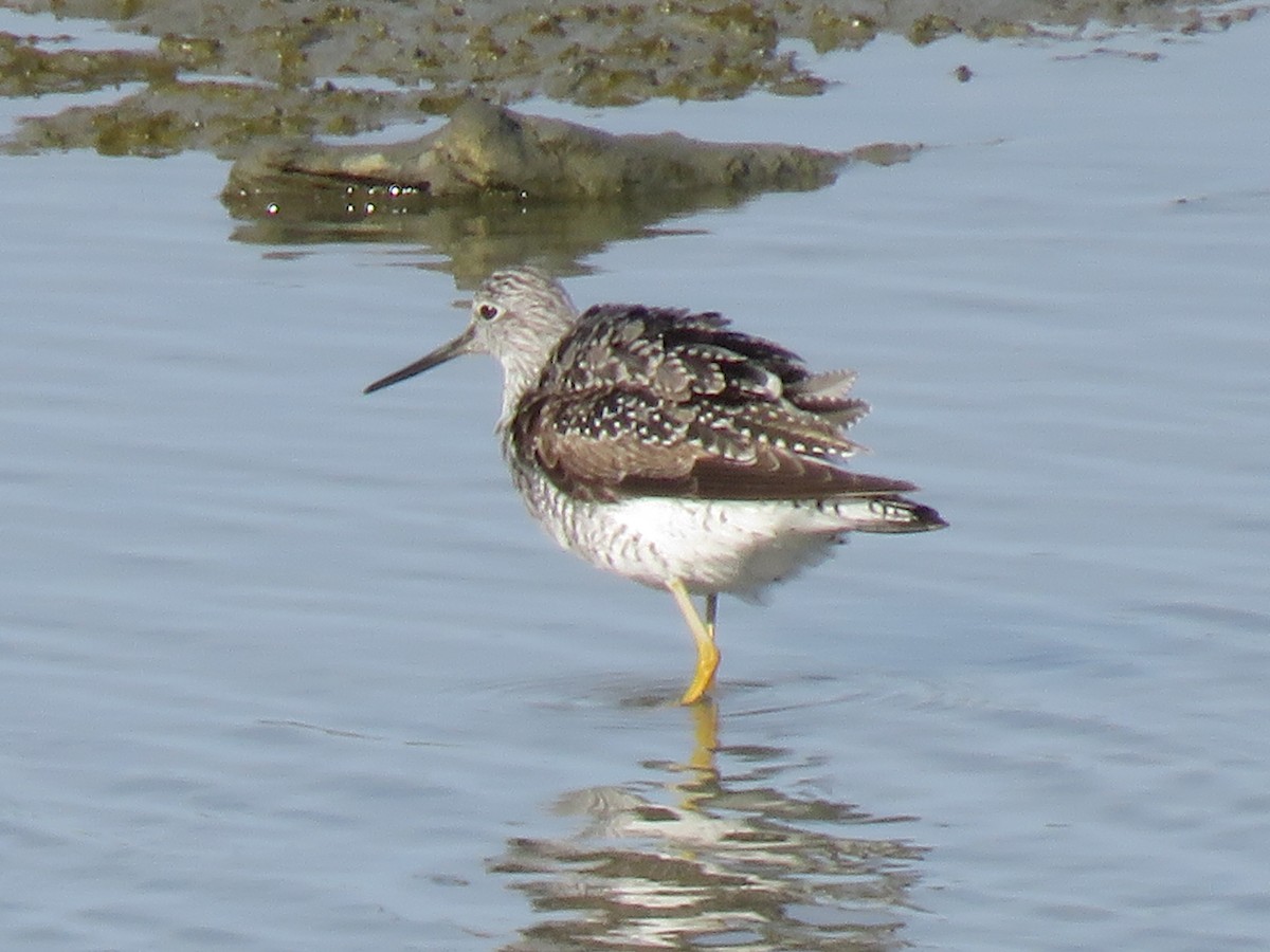 Greater Yellowlegs - ML617505699