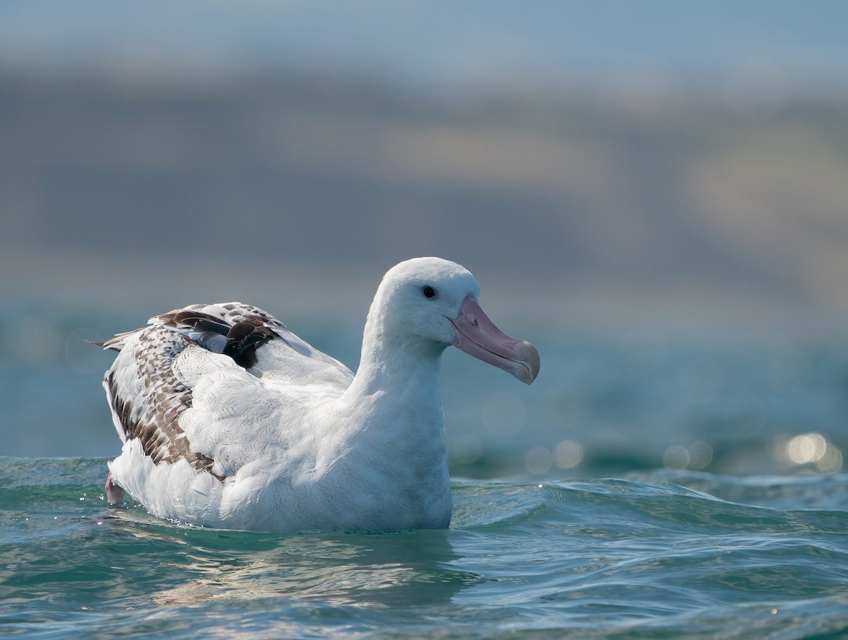 Snowy Albatross - ML617505703