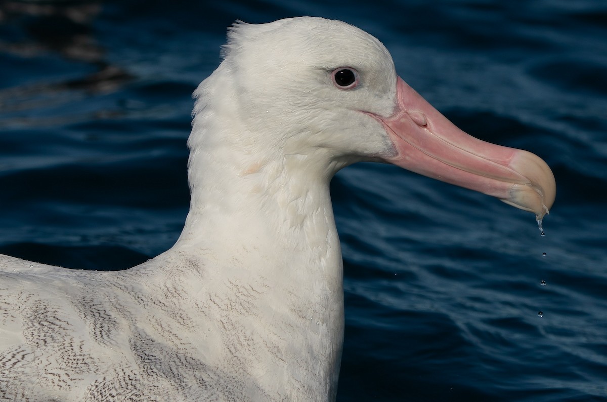 Snowy Albatross - ML617505704