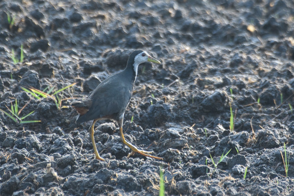 White-breasted Waterhen - ML617505734