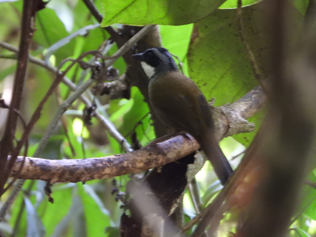 Sierra Nevada Brushfinch - ML617505747