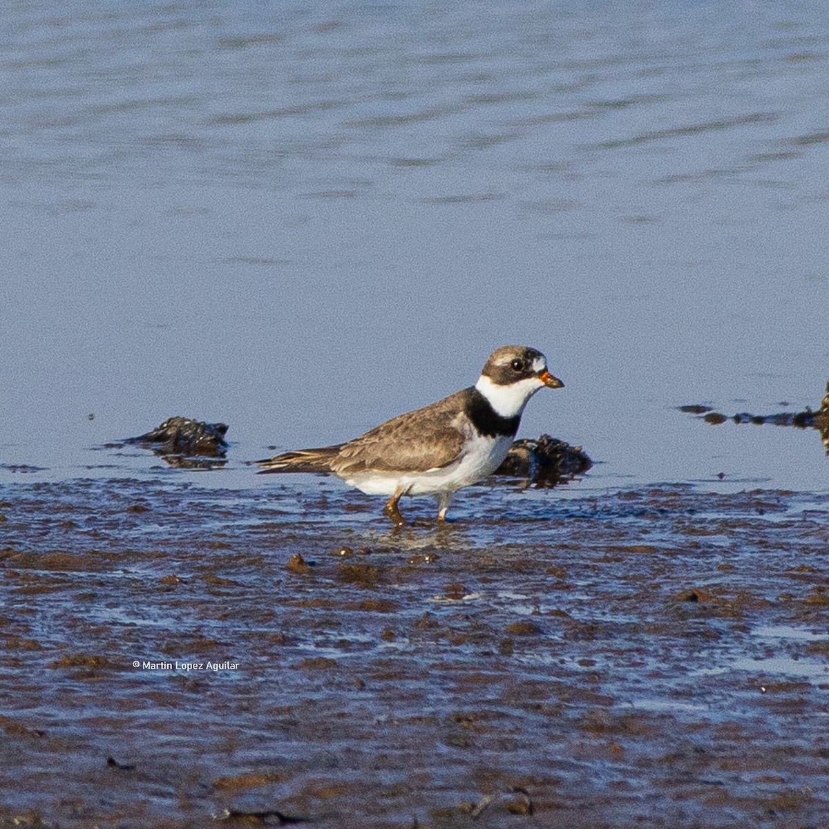 Semipalmated Plover - ML617505808