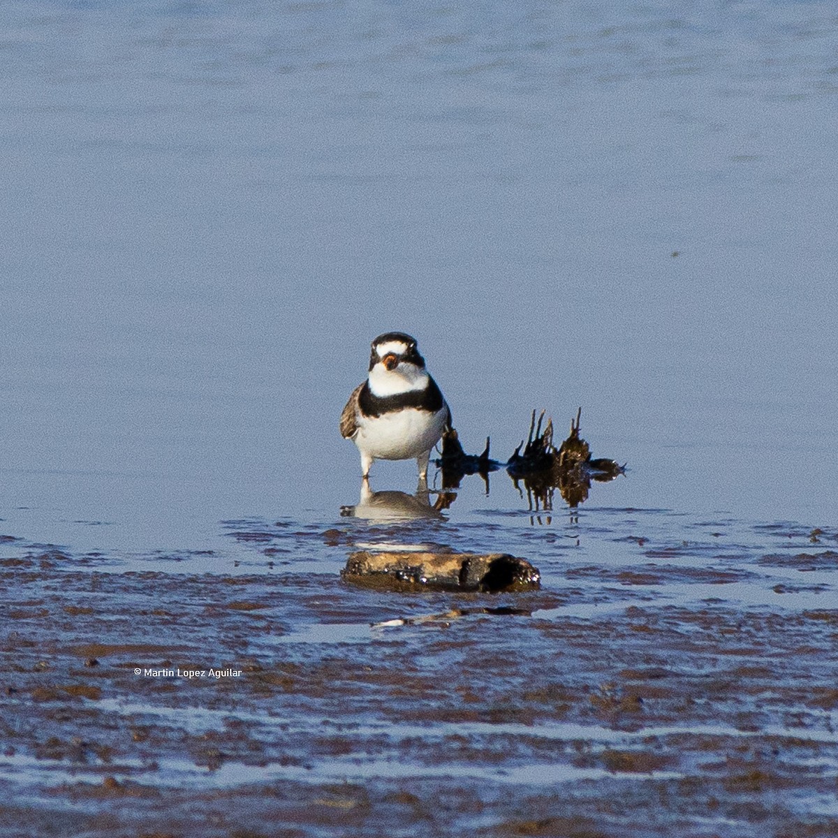 Semipalmated Plover - ML617505809