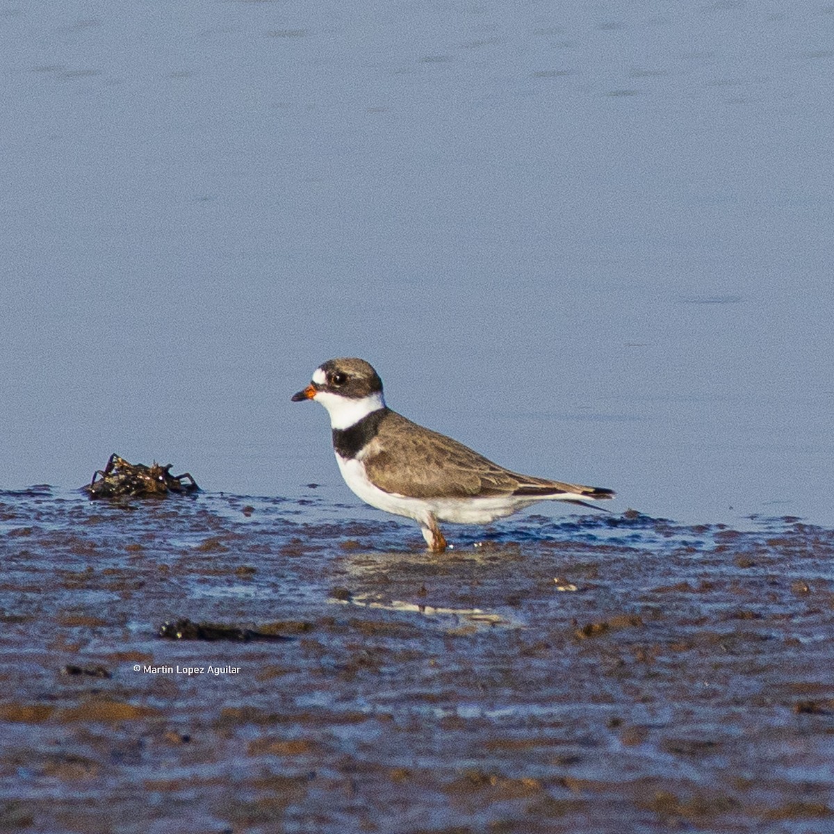 Semipalmated Plover - ML617505810