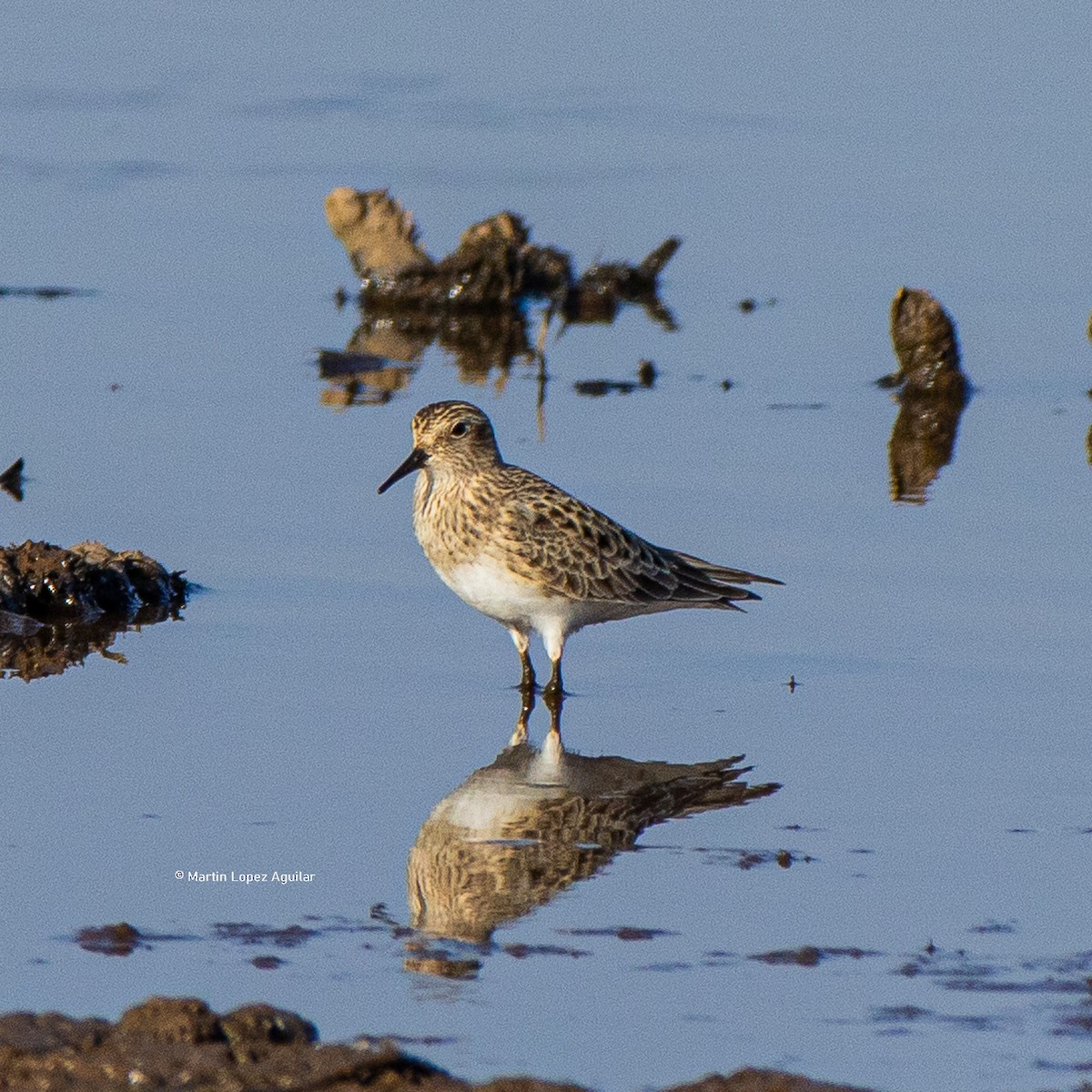 Baird's Sandpiper - ML617505824