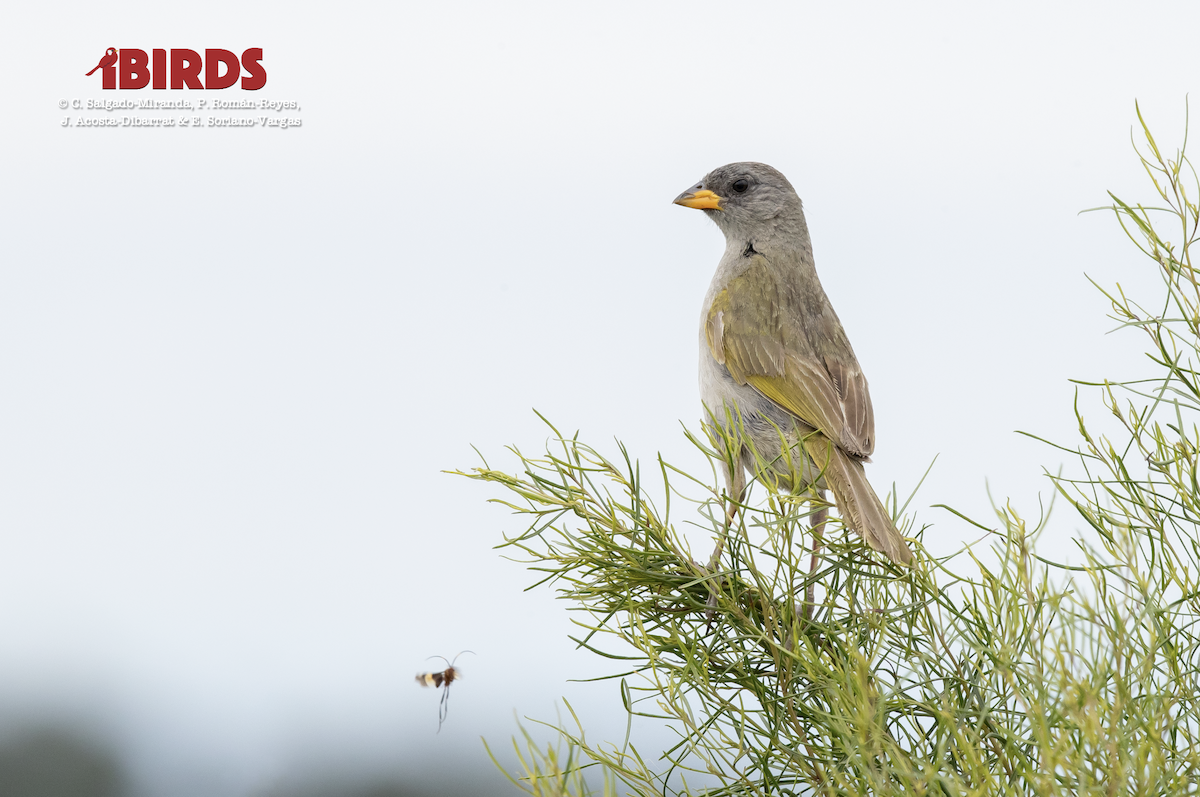 Great Pampa-Finch - ML617505854