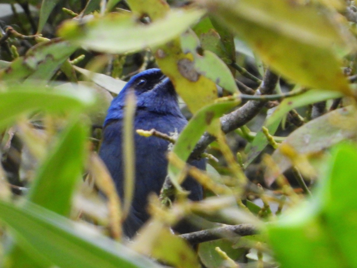 Blue-capped Tanager - Jeanette Frazier