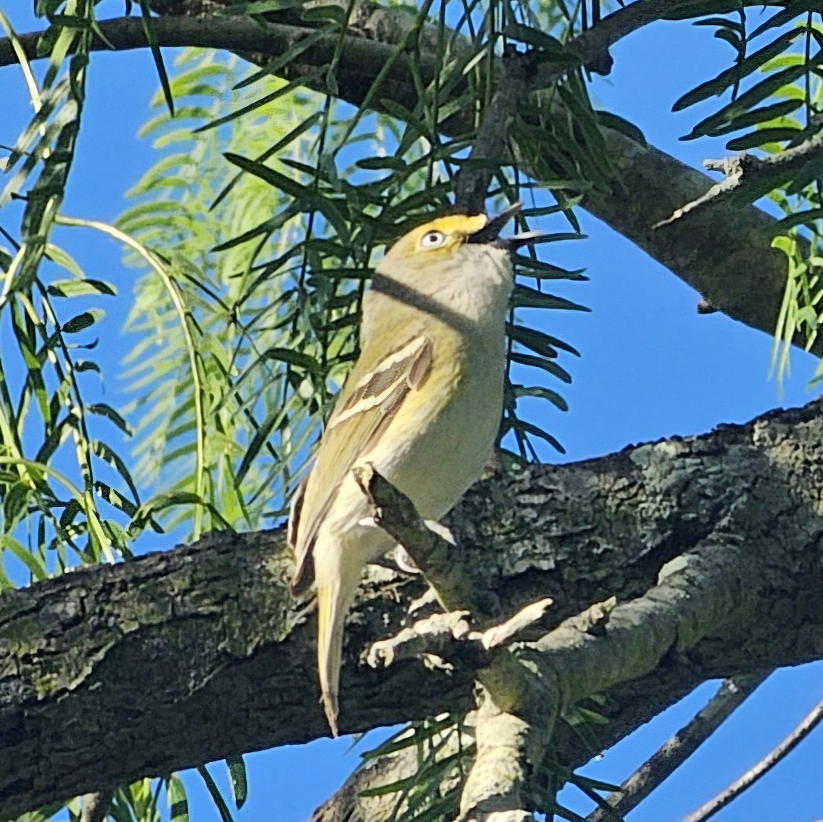 White-eyed Vireo - Graeme Hinde