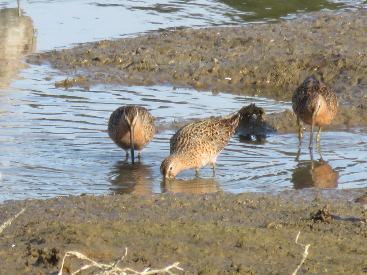 Short-billed Dowitcher - ML617505897