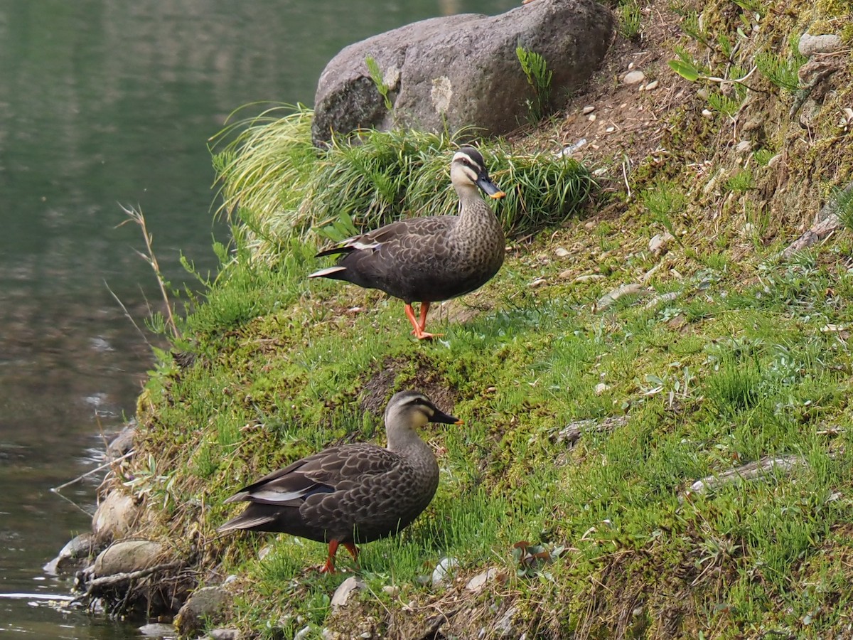 Canard de Chine - ML617505921