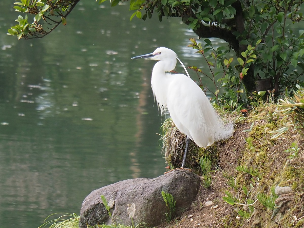 Aigrette garzette - ML617505929