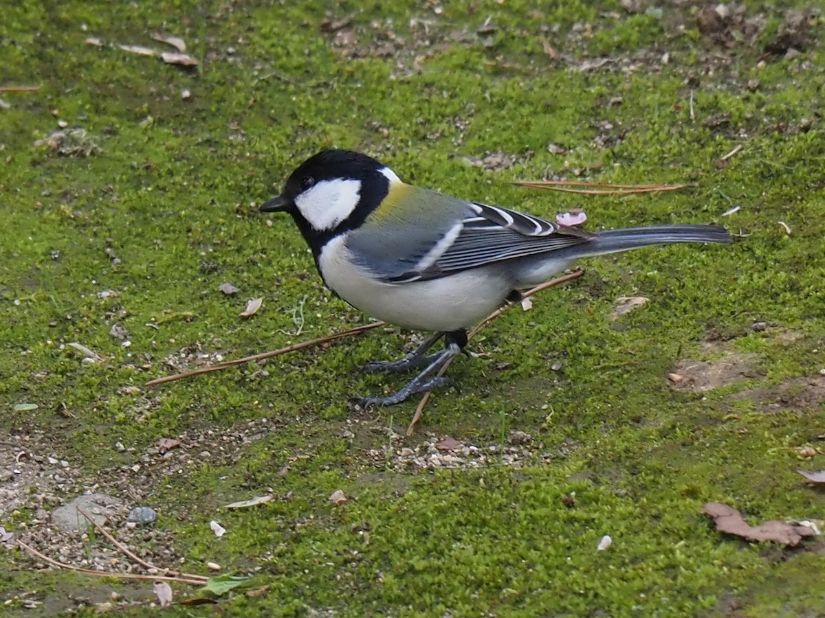 Japanese Tit - ML617505962